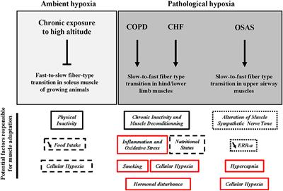 Skeletal Muscle Fiber Type in Hypoxia: Adaptation to High-Altitude Exposure and Under Conditions of Pathological Hypoxia